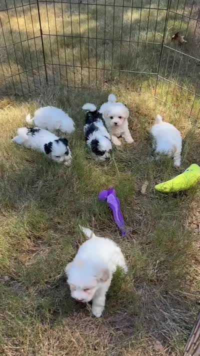 Johnson, a male Maltese and Shih Tzu for sale in Concord, GA – 7 of 8