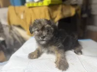 Henry , a male Yorkshire Terrier and Shorkie for sale in Atlanta, GA – 3 of 5