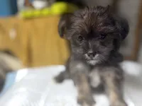 Monica, a female Yorkshire Terrier and Shorkie for sale in Atlanta, GA – 3 of 3