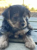 Lucy, a female Yorkshire Terrier for sale in Atlanta, GA – Photo 8 of 9