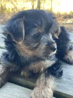 Lucy, a female Yorkshire Terrier for sale in Atlanta, GA – Photo 1 of 9