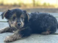 Lucy, a female Yorkshire Terrier for sale in Atlanta, GA – Photo 3 of 9