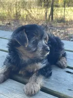 Lucy, a female Yorkshire Terrier for sale in Atlanta, GA – Photo 2 of 9