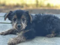 Lucy, a female Yorkshire Terrier for sale in Atlanta, GA – Photo 6 of 9