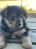 Lucy, a female Yorkshire Terrier for sale in Atlanta, GA – Photo 9 of 9