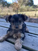 Lucy, a female Yorkshire Terrier for sale in Atlanta, GA – Photo 5 of 9