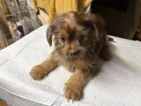 Rip, a male Yorkshire Terrier and Shorkie for sale in Atlanta, GA – 3 of 6