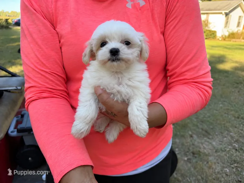 Jackson  – Maltese, Shih Tzu puppy for sale in Concord, GA