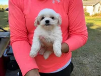 Jackson , a male Maltese and Shih Tzu for sale in Concord, GA – 1 of 7