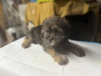 Henry , a male Yorkshire Terrier and Shorkie for sale in Atlanta, GA – 5 of 5