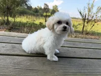 REDUCED  pick up by November 1, a male Maltese and Shih Tzu for sale in Concord, GA – 5 of 10