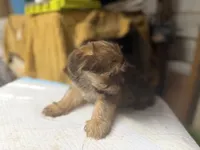 Rip, a male Yorkshire Terrier and Shorkie for sale in Atlanta, GA – 2 of 6