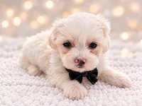 Jackson , a male Maltese and Shih Tzu for sale in Concord, GA – 3 of 7