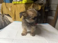 Molly, a female Yorkshire Terrier and Shorkie for sale in Atlanta, GA – 3 of 5