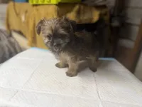 Molly, a female Yorkshire Terrier and Shorkie for sale in Atlanta, GA – 2 of 5