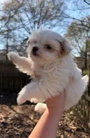 Ana, a female Maltese and Mal Shi for sale in Atlanta, GA – Photo 2 of 2