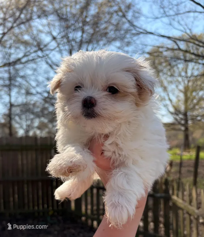 Ana – Maltese, Mal Shi puppy for sale in Atlanta, GA