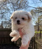 Ana, a female Maltese and Mal Shi for sale in Atlanta, GA – Photo 1 of 2