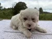 Johnson, a male Maltese and Shih Tzu for sale in Concord, GA – 3 of 8
