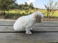 REDUCED  pick up by November 1, a male Maltese and Shih Tzu for sale in Concord, GA – 7 of 10