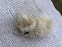 Johnson, a male Maltese and Shih Tzu for sale in Concord, GA – 5 of 8