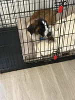 Sarafina, a female Great Pyrenees and Saint Bernard for sale in Pembroke Pines, FL – 5 of 5