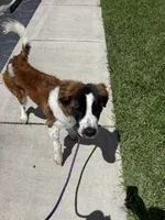 Sarafina , a female Saint Bernard for sale in Pembroke Pines, FL – 4 of 5