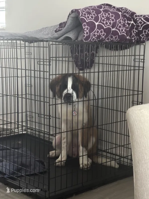 Sarafina – Great Pyrenees, Saint Bernard puppy for sale in Pembroke Pines, FL