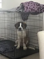 Sarafina, a female Great Pyrenees and Saint Bernard for sale in Pembroke Pines, FL – 1 of 5