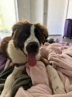 Sarafina , a female Saint Bernard for sale in Pembroke Pines, FL – 2 of 5