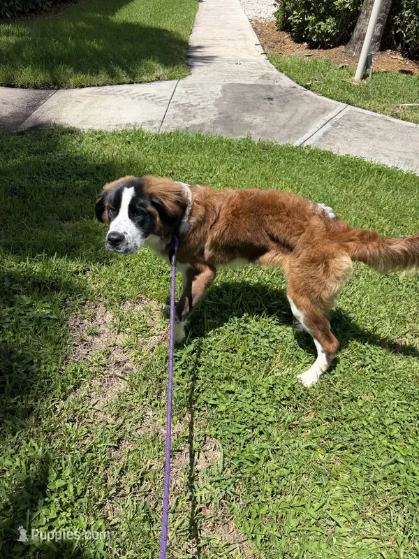 Sarafina  – Saint Bernard puppy for sale in Pembroke Pines, FL
