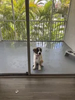 Sarafina, a female Great Pyrenees and Saint Bernard for sale in Pembroke Pines, FL – 4 of 5