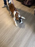 Sarafina , a female Saint Bernard for sale in Pembroke Pines, FL – 3 of 5