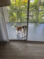 Sarafina, a female Great Pyrenees and Saint Bernard for sale in Pembroke Pines, FL – 2 of 5