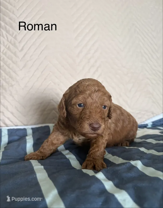 Roman  – Poodle - Miniature  puppy for sale in San Marcos, CA
