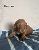 Roman , a male Poodle - Miniature  for sale in San Marcos, CA – 1 of 2
