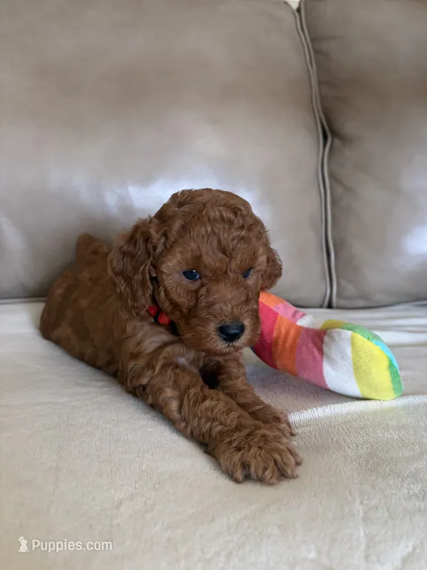 Rumi – Poodle - Miniature  puppy for sale in San Marcos, CA