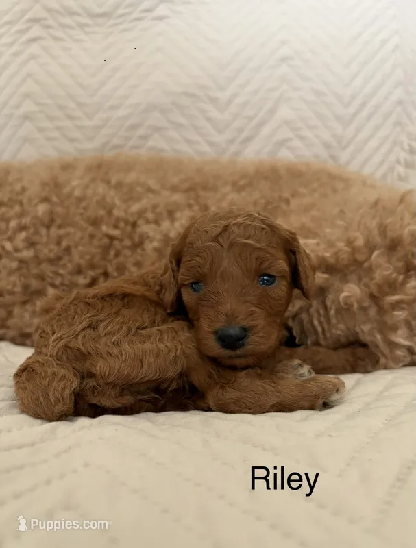 Riley – Poodle - Miniature  puppy for sale in San Marcos, CA