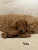 Riley, a female Poodle - Miniature  for sale in San Marcos, CA – 1 of 3
