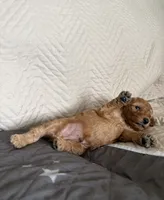 Ralphie , a male Poodle - Miniature  for sale in San Marcos, CA – 4 of 5
