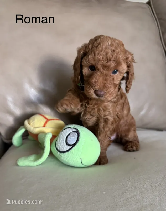 Roman  – Poodle - Miniature  puppy for sale in San Marcos, CA