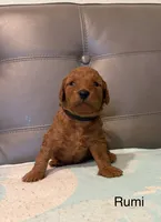 Rumi, a female Poodle - Miniature  for sale in San Marcos, CA – 4 of 4