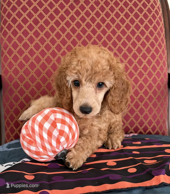 Ralphie  – Poodle - Miniature  puppy for sale in San Marcos, CA
