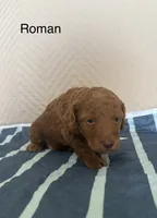 Roman , a male Poodle - Miniature  for sale in San Marcos, CA – 2 of 2
