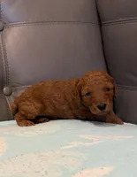 Rumi, a female Poodle - Miniature  for sale in San Marcos, CA – 1 of 4