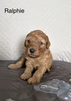 Ralphie , a male Poodle - Miniature  for sale in San Marcos, CA – 2 of 5