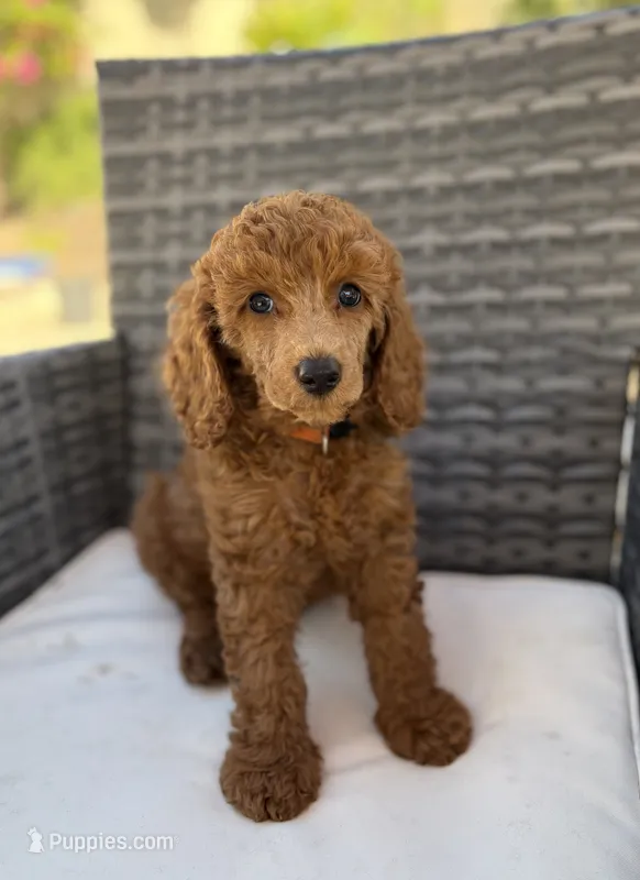 Ray – Poodle - Miniature  puppy for sale in San Marcos, CA