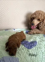 Riley, a female Poodle - Miniature  for sale in San Marcos, CA – 2 of 3