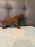 Rumi, a female Poodle - Miniature  for sale in San Marcos, CA – 2 of 4