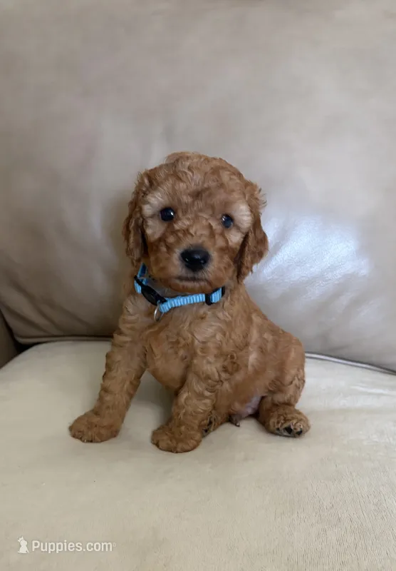 Ralphie  – Poodle - Miniature  puppy for sale in San Marcos, CA